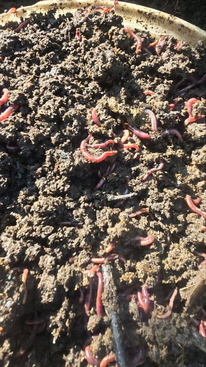 Advanced Organic Composting